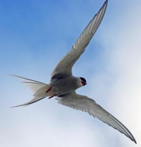 Arctic terns